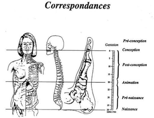 Le massage métamorphique : Libérez vos mémoires cellulaires